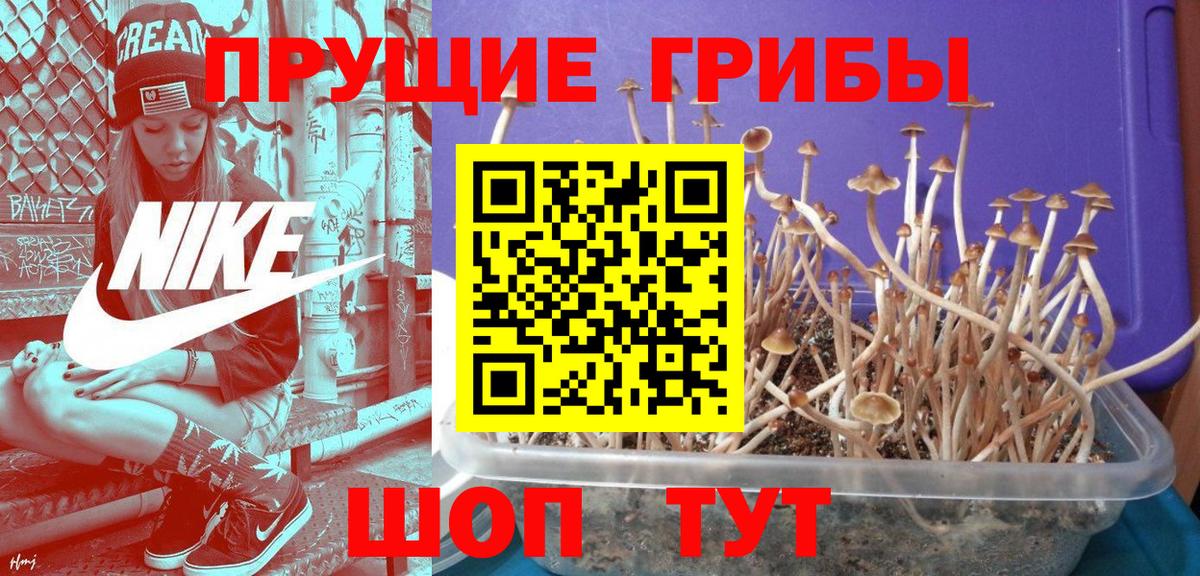 Галлюциногенные грибы Psilocybe  Псилоцибиновые грибы Psilocybine cubensis  Кизляр  магазин продажи   Вход с VPN 